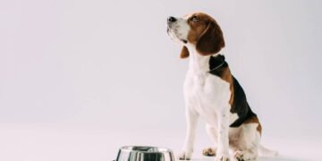 Especialistas revela a frequência que você deve lavar a tigela de comida do seu pet