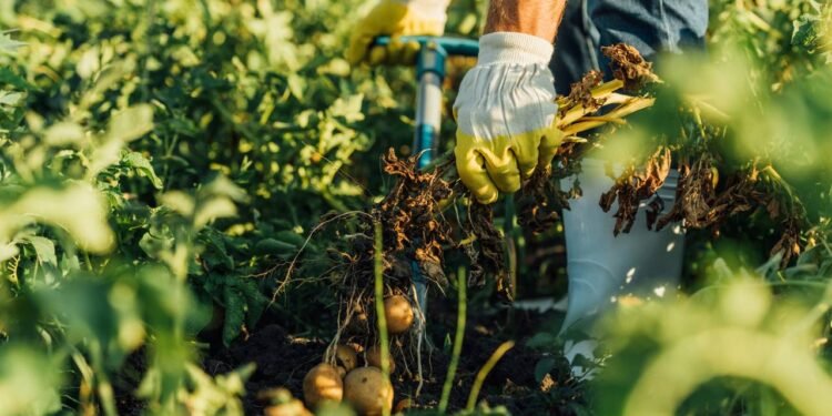 Esses alimentos brotam no quintal e transformam o que vai para o seu prato