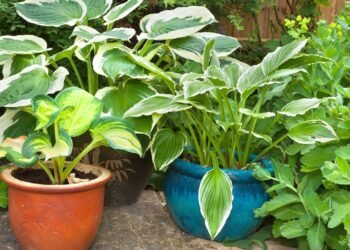 Não compre vasos caros antes de aprender este truque de reciclagem para plantas