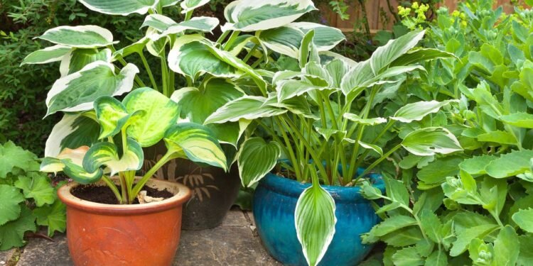 vasos naturais - Créditos: depositphotos.com / doethion