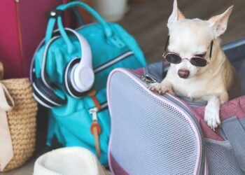 Dicas para viagens perfeitas com seu amigo de 4 patas