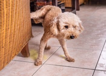 Aprenda como limpar xixi de cachorro de um jeito prático e eficaz, para facilitar a sua vida