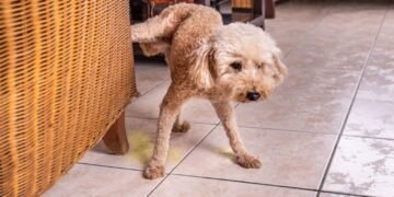 Aprenda como limpar xixi de cachorro de um jeito prático e eficaz, para facilitar a sua vida