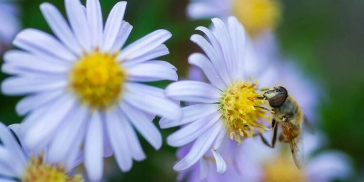 3 insetos que você nunca deve matar para manter seu jardim em equilíbrio