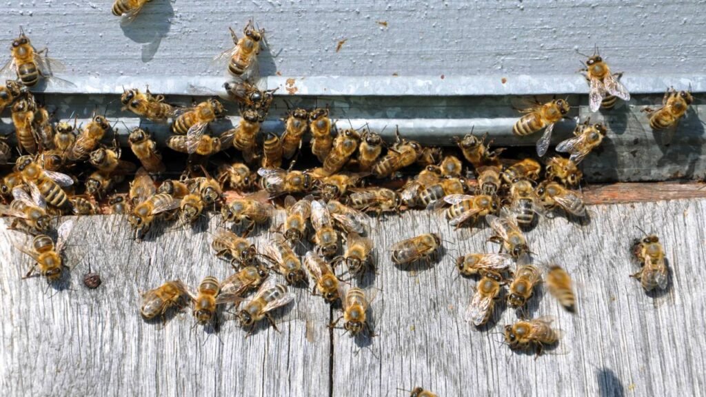 Sinais que indicam infestação de abelhas e como eliminar com segurança