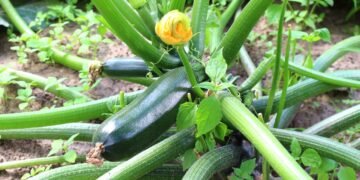 Como plantar abobrinha em casa do jeito mais fácil e produtivo