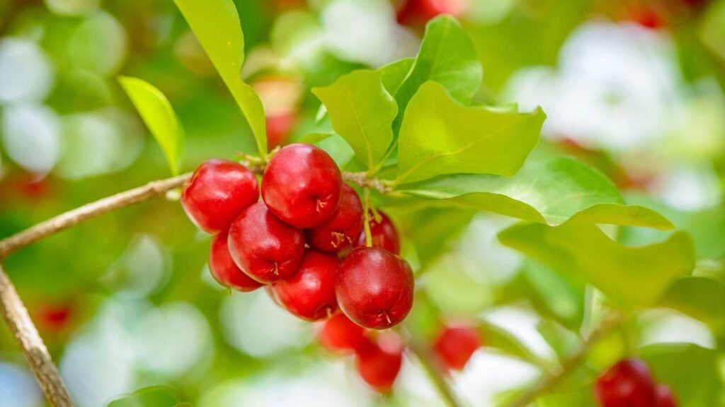 5 frutas que crescem mais rápido no verão para plantar em vasos