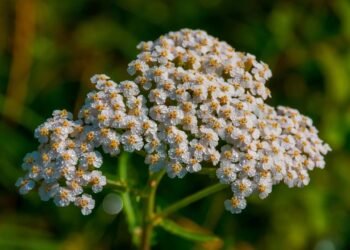 Plante esta planta em novembro e seu jardim ficará repleto de flores coloridas no verão