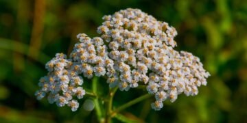 Plante esta planta em novembro e seu jardim ficará repleto de flores coloridas no verão
