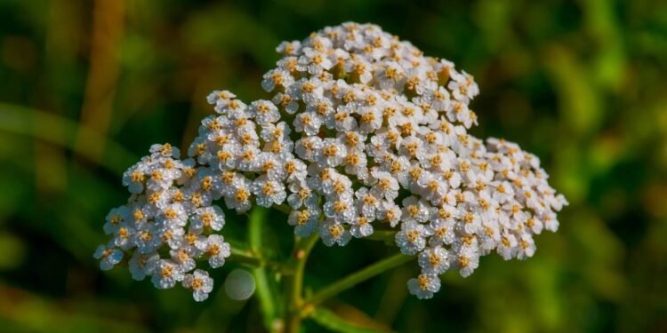 Mil-folhas se torna tendência nos jardins brasileiros pela praticidade - Créditos: depositphotos.com / FotoLesnik
