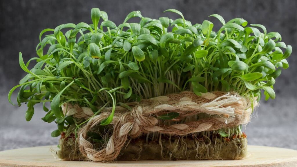 Sem tempo pra cuidar da pele? Esse ingrediente faz isso por você e ainda é fácil de plantar