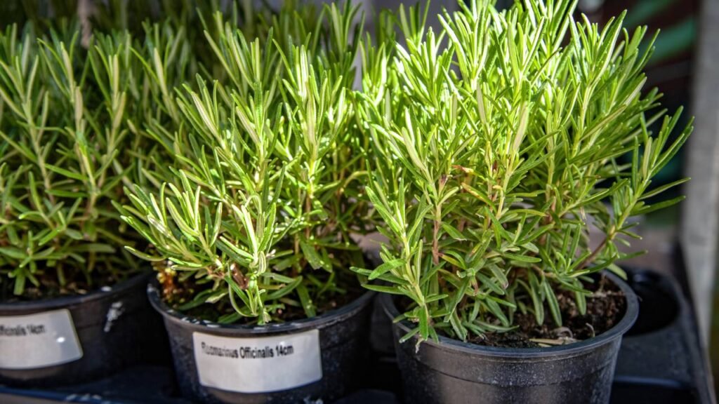 Depois que coloquei isso na janela, os pernilongos sumiram da minha casa