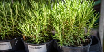 Benefícios do alecrim para memória e circulação