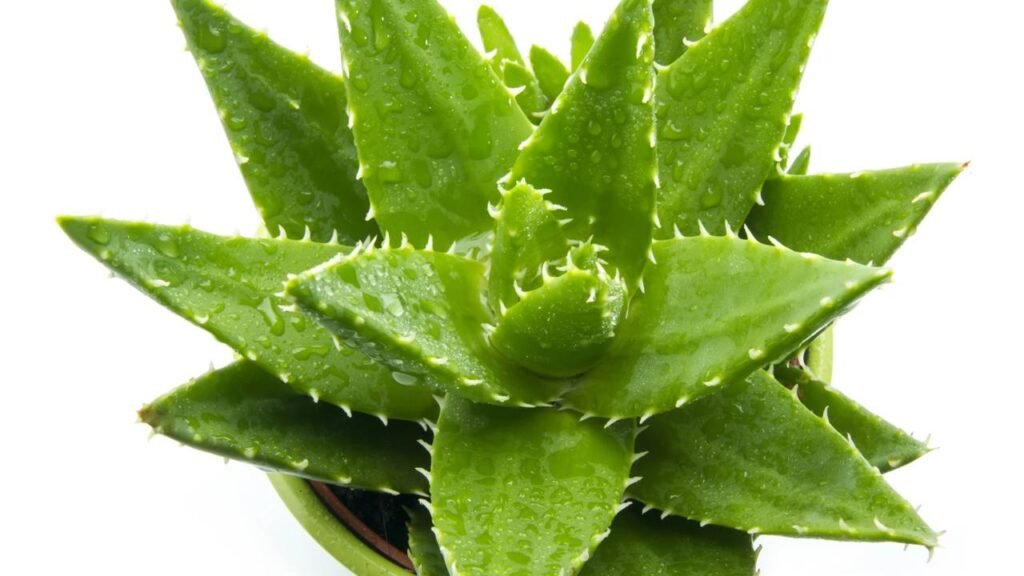 Plantar babosa em casa é prático e garante acesso diário a um gel poderoso