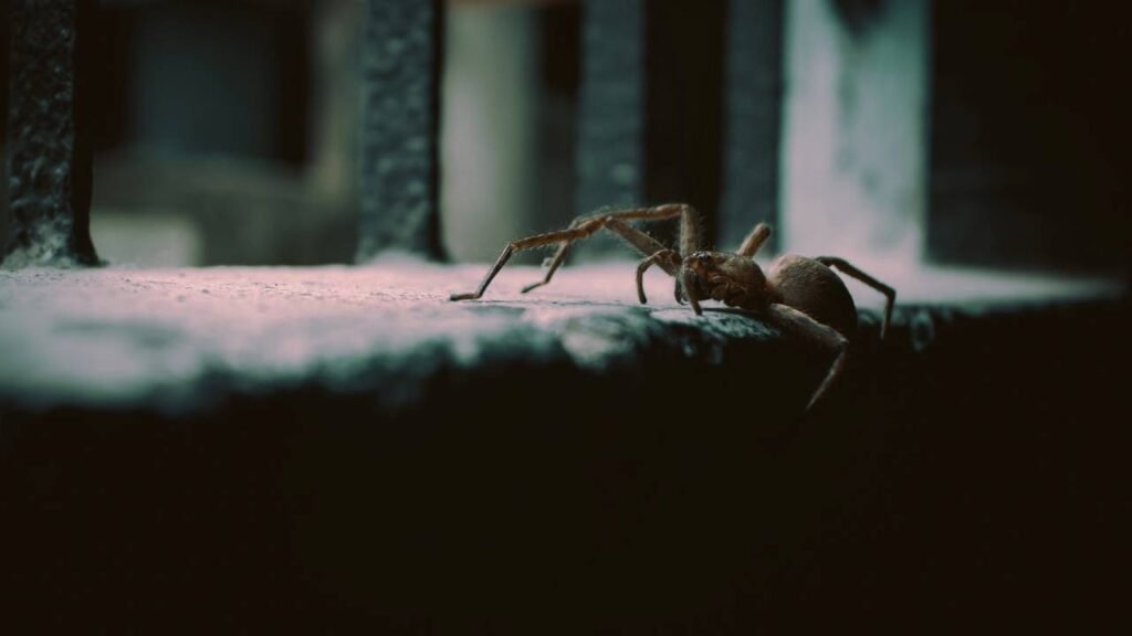 Aranhas no armário? Veja o que está atraindo esses bichos sem você perceber