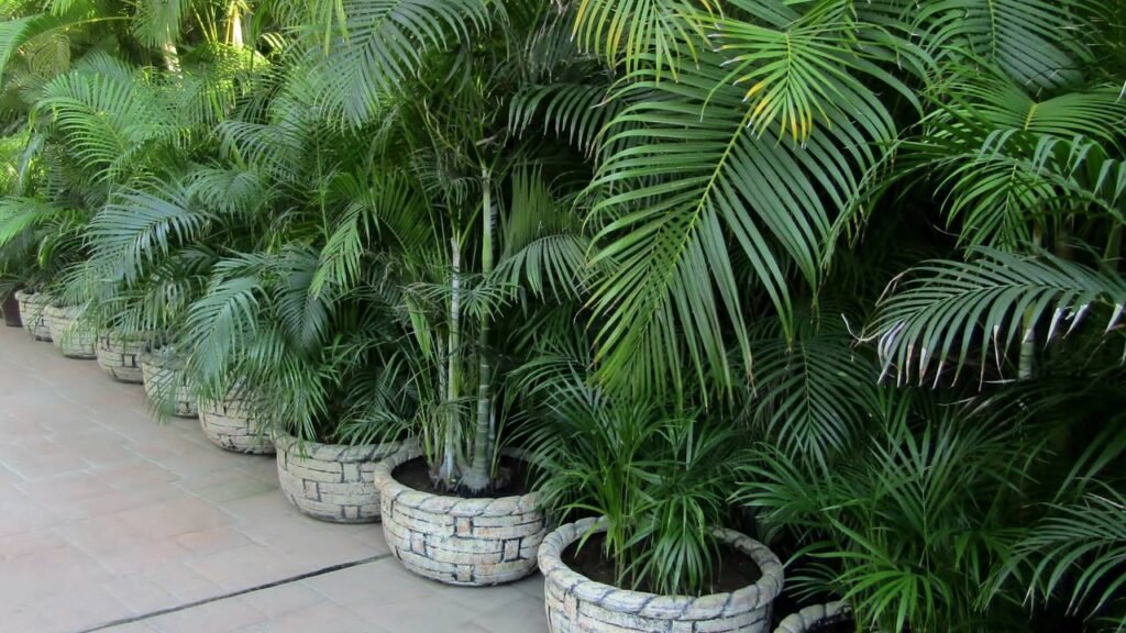 As melhores plantas para aliviar alergias e umidificar o ar em casa