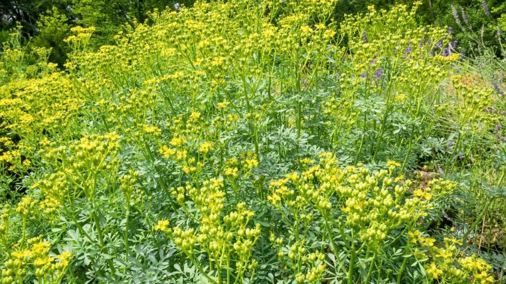 A erva que protege contra o mau-olhado e ainda espanta mosquitos
