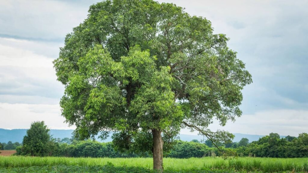 As árvores mais perigosas para quintais pequenos que todo mundo devia evitar