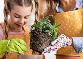 Babosa muito além de cuidados com a pele, veja como ela pode proteger sua energia pessoal