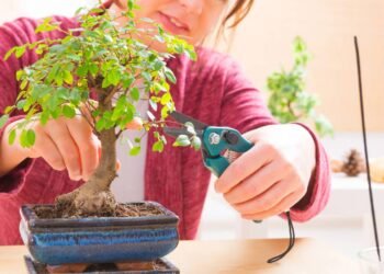 Comece seu primeiro bonsai com essas espécies fáceis de cuidar