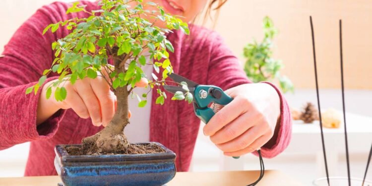 Comece seu primeiro bonsai com essas espécies fáceis de cuidar