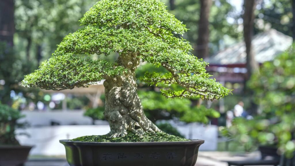 Comece seu primeiro bonsai com essas espécies fáceis de cuidar