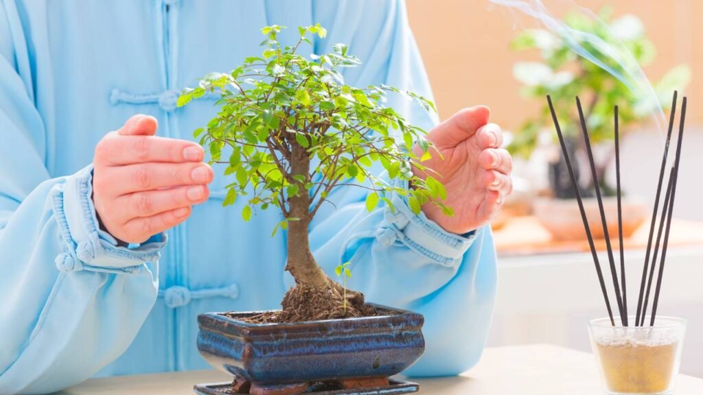 Comece seu primeiro bonsai com essas espécies fáceis de cuidar