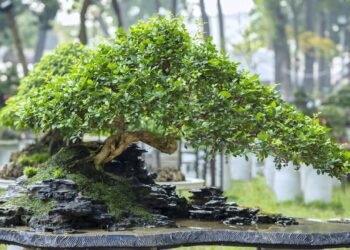 A técnica japonesa que transforma qualquer planta em arte viva