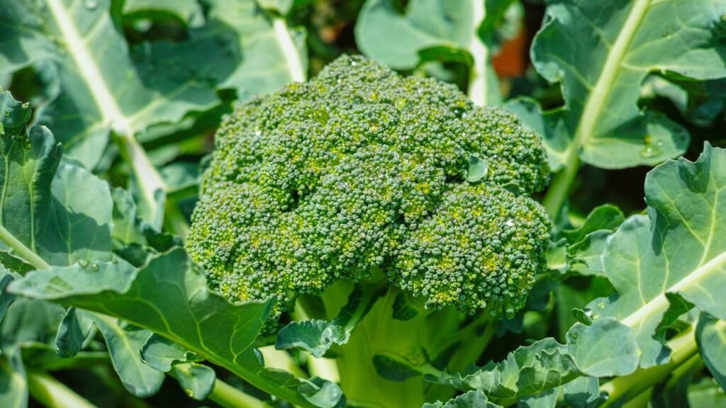 Comecei a plantar esses brotinhos em casa e meu corpo agradeceu em poucos dias