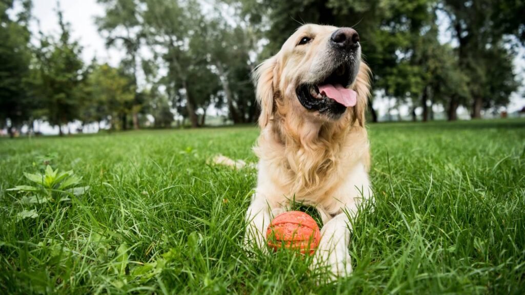 Quanto custa manter um cachorro de porte médio por mês em 2025