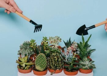 O maior mito que pode acabar com a saúde do seus cactos ou suculentas