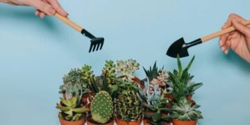 O maior mito que pode acabar com a saúde do seus cactos ou suculentas