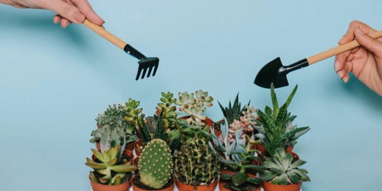 O maior mito que pode acabar com a saúde do seus cactos ou suculentas