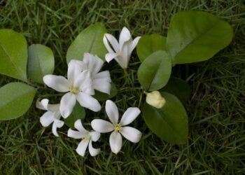 Como plantar a dama da noite e transformar seu quintal em um refúgio perfumado