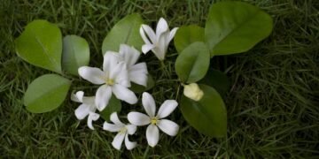 Como plantar a dama da noite e transformar seu quintal em um refúgio perfumado