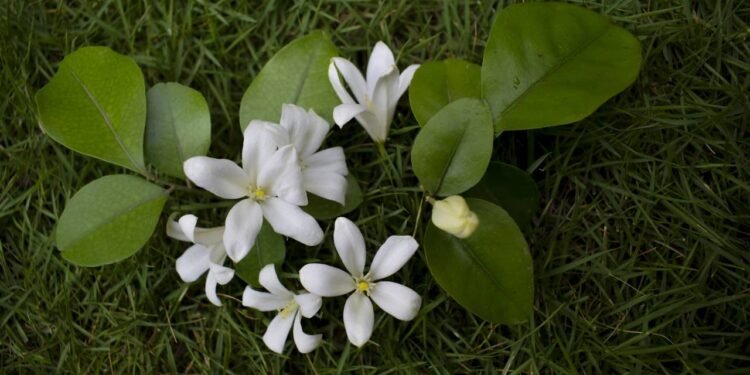 Cestrum nocturnum conehcida como dama-da-noite por sei cheiro marcante - Créditos: depositphotos.com / rainbow_dazzle