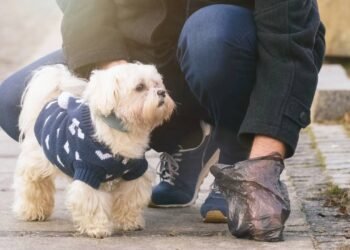 Multa para quem não recolhe cocô do cachorro é maior do que muitos imaginam