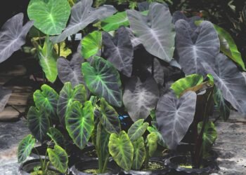 Depois que plantei essa folhagem roxa minha varanda nunca mais passou despercebida