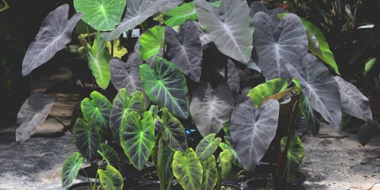 Depois que plantei essa folhagem roxa minha varanda nunca mais passou despercebida