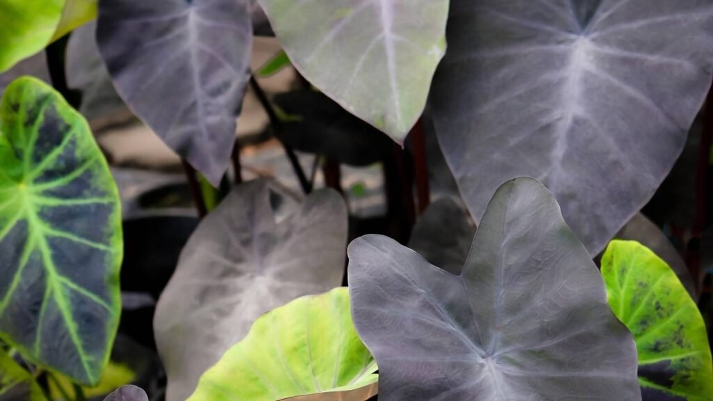 Depois que plantei essa folhagem roxa minha varanda nunca mais passou despercebida