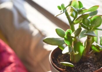 Tenha em casa a planta que atrai dinheiro e cresce até em um copinho de iogurte.