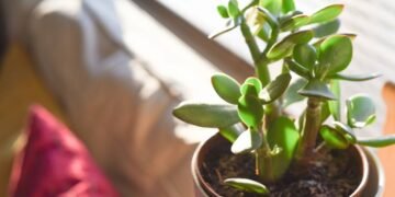Tenha em casa a planta que atrai dinheiro e cresce até em um copinho de iogurte.