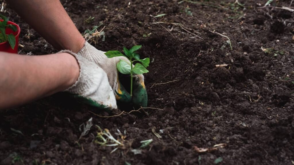 As especiarias mais poderosas que turbinam a imunidade e podem ser cultivadas em vasos