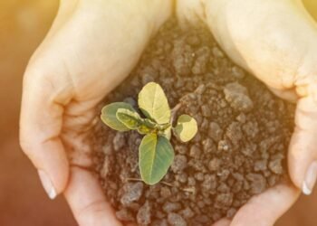 Qual o melhor tipo de substrato para manter as flores sempre saudáveis