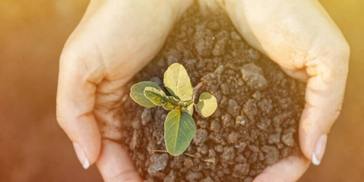 Qual o melhor tipo de substrato para manter as flores sempre saudáveis