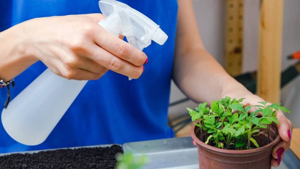 Depois que aprendi a plantar ora-pro-nóbis em vaso nunca mais faltou verdura em casa