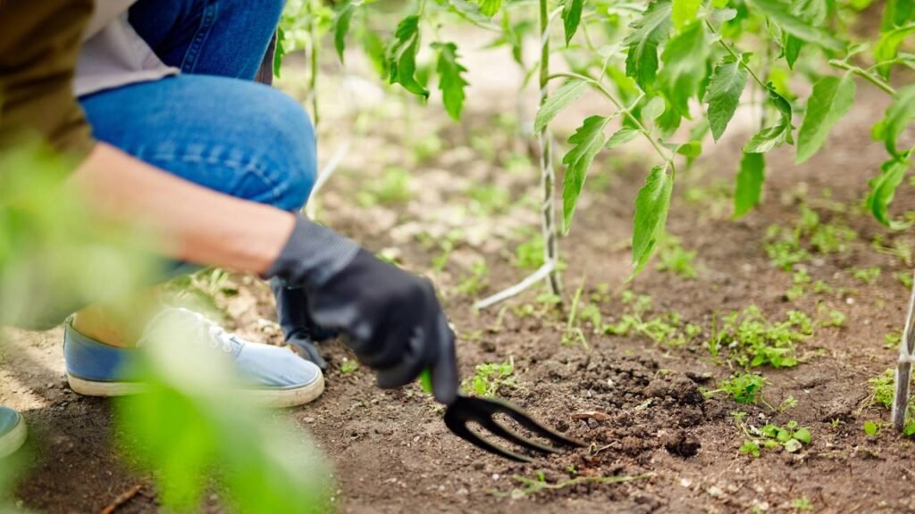 As plantas que sobrevivem ao calor extremo e deixam o jardim mais vibrante