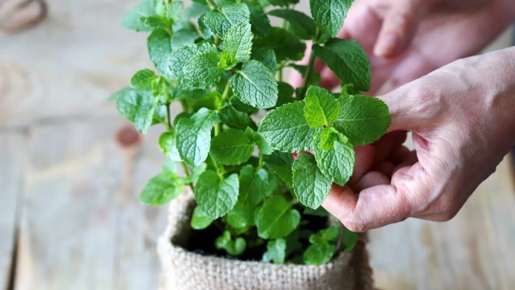 Depois que plantei essas plantas aromáticas nunca mais precisei de repelentes químicos