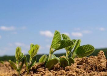 Comecei a plantar esses brotinhos em casa e meu corpo agradeceu em poucos dias