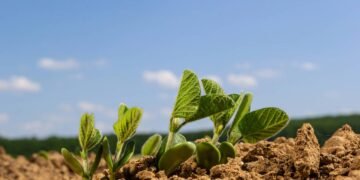 Comecei a plantar esses brotinhos em casa e meu corpo agradeceu em poucos dias